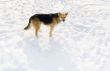 Dog on snow