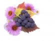 Autumn still-life