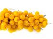Branch of a berry of sea-buckthorn