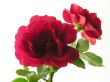 deep-red roses
