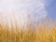 Yellow dry grass