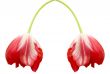 Red tulips