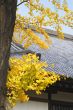 Autumn Japanese temple roof