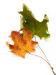 autumn leaves