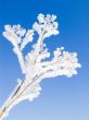  hoarfrost