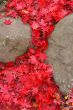 Maple leaves waterfall