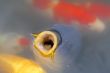 Hungry carp