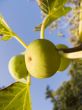 fig tree