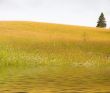 Gold meadow and pond