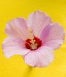 Pink flower mallow