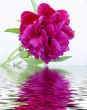 Red peony after a rain