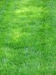 Green grass