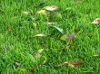 Green grass and leaves