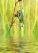  locust