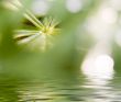 Abstract picture of a nature