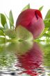 Claret bud of a peony