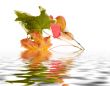 autumn leaves