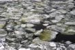 Drifting of ice