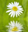 camomile