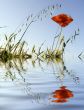 Flower of a poppy