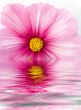 Flower  close up