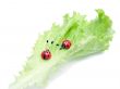Two ladybirds