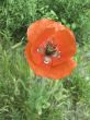 scarlet poppy