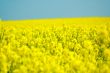 yellow rape