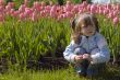 Dreaming in tulips