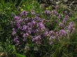 thyme herbal plants