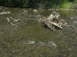 wooden stem in a mountain rivulet