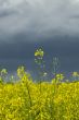 yellow rape