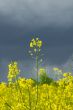 yellow rape