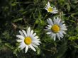 meadow chrysanthemums flowers with morning rew