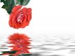 Scarlet rose