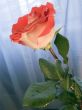 Scarlet rose