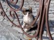 Small kitten