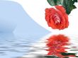 Scarlet rose