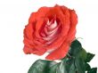 Scarlet rose