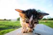 wet unhappy cat