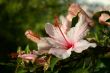 Pink Hibiscus