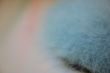 Blue angora fur