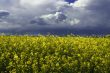 yellow rape