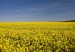 yellow rape