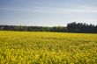 yellow rape