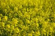 yellow rape