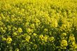 yellow rape