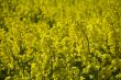 yellow rape