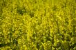 yellow rape