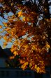 autumn foliage